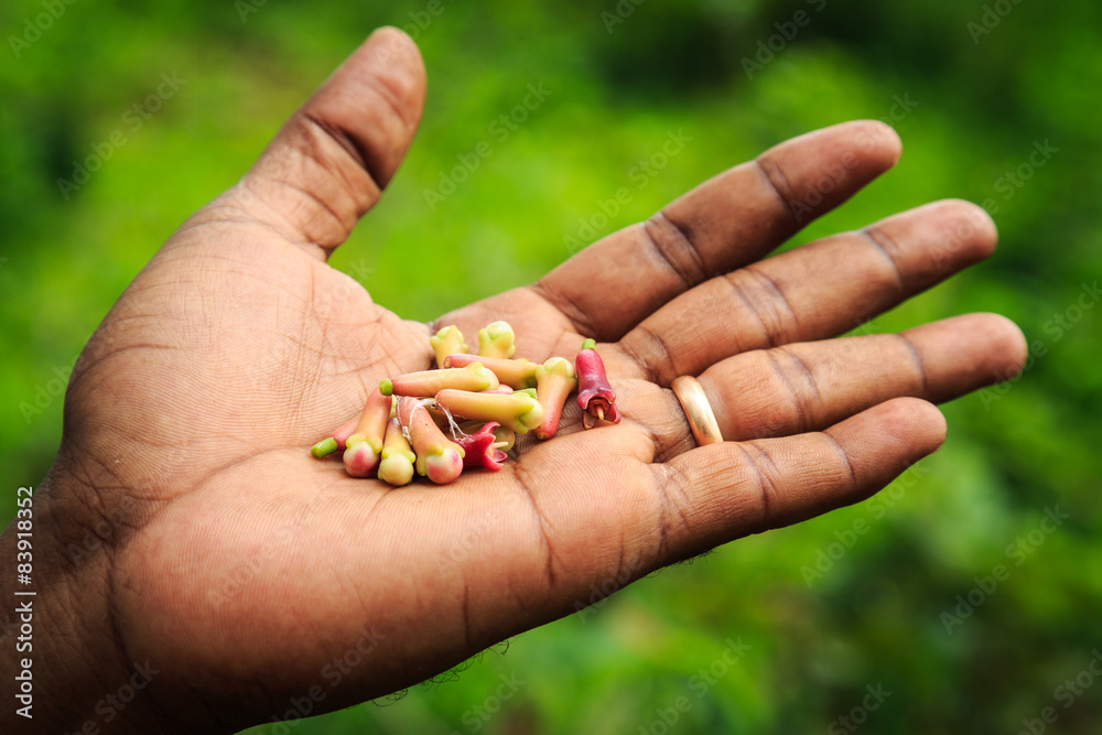 Fresh picked clove knobs handheld by a man Fresh picked clove knobs handheld by a man