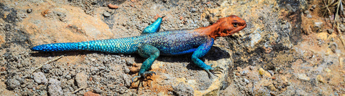 Colorfull blue red african lizard on a rock