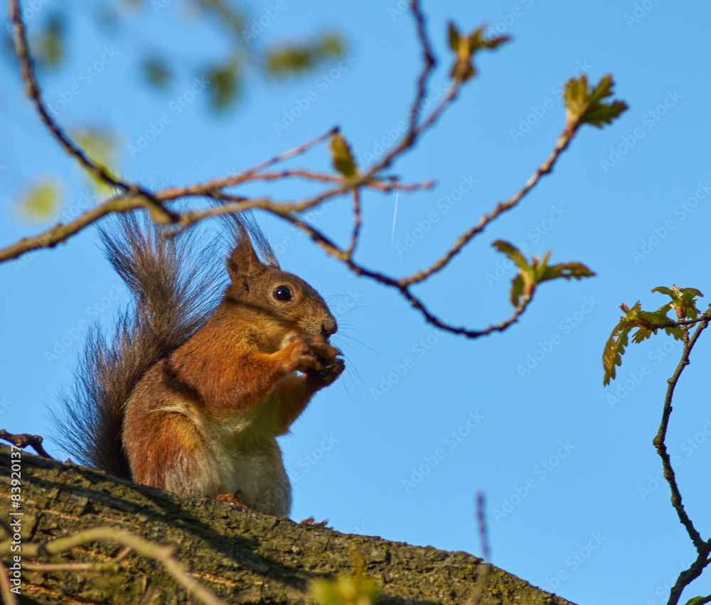 Fototapeta premium red squirrel