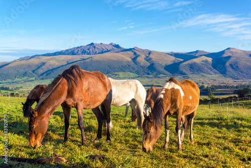Horses in Rural Ecuador