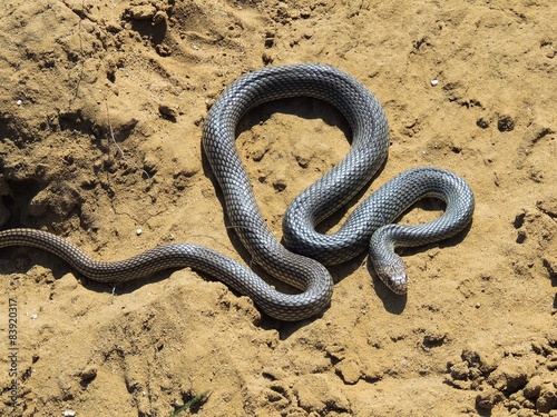  Snake (Dolichophis caspius).