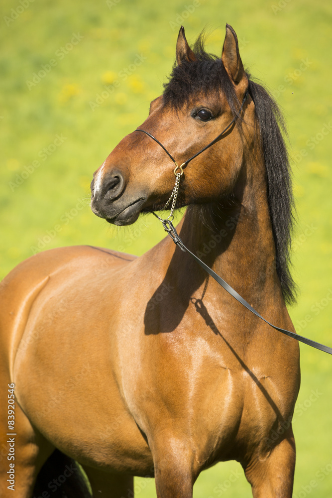 Fototapeta premium Huzulen Fuchs Stute Auf Der Weide
