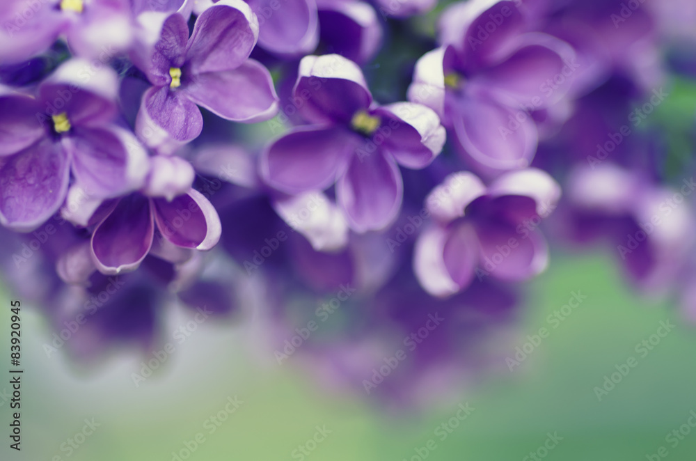 Lilac flowers background