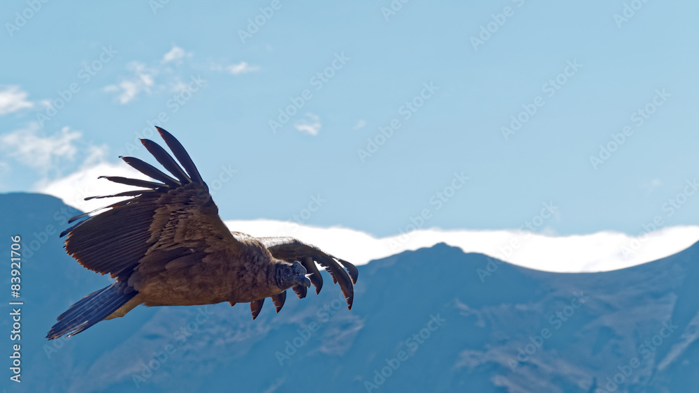 Fototapeta premium Cruz del Condor andean condor