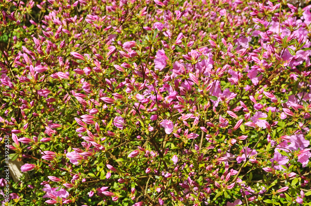pink rhododendron flower buds background
