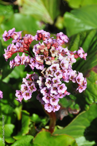 Cultivar badan (Bergenia crassifolia) flowers