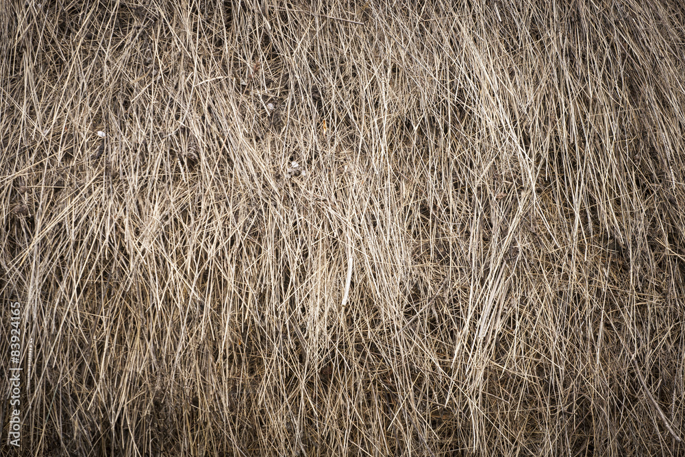 Fototapeta premium dry grass