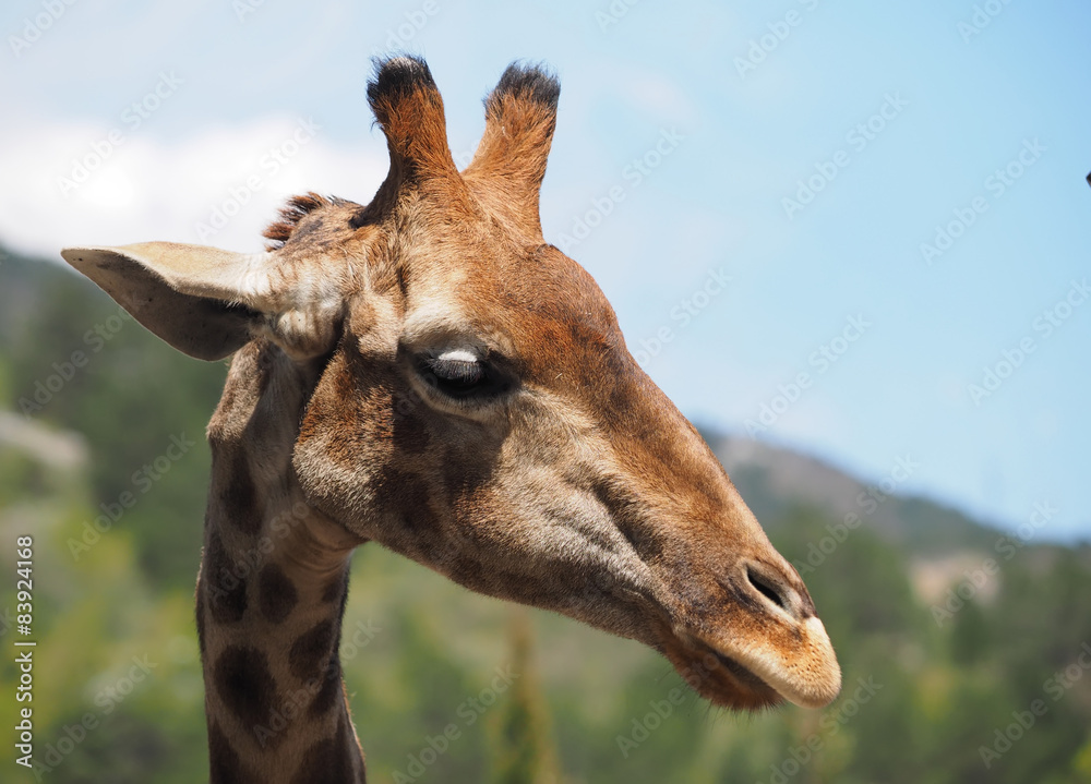 Naklejka premium portrait of a giraffe