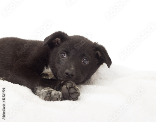 cute black puppy on a white bedspread