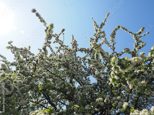 blooming apple tree