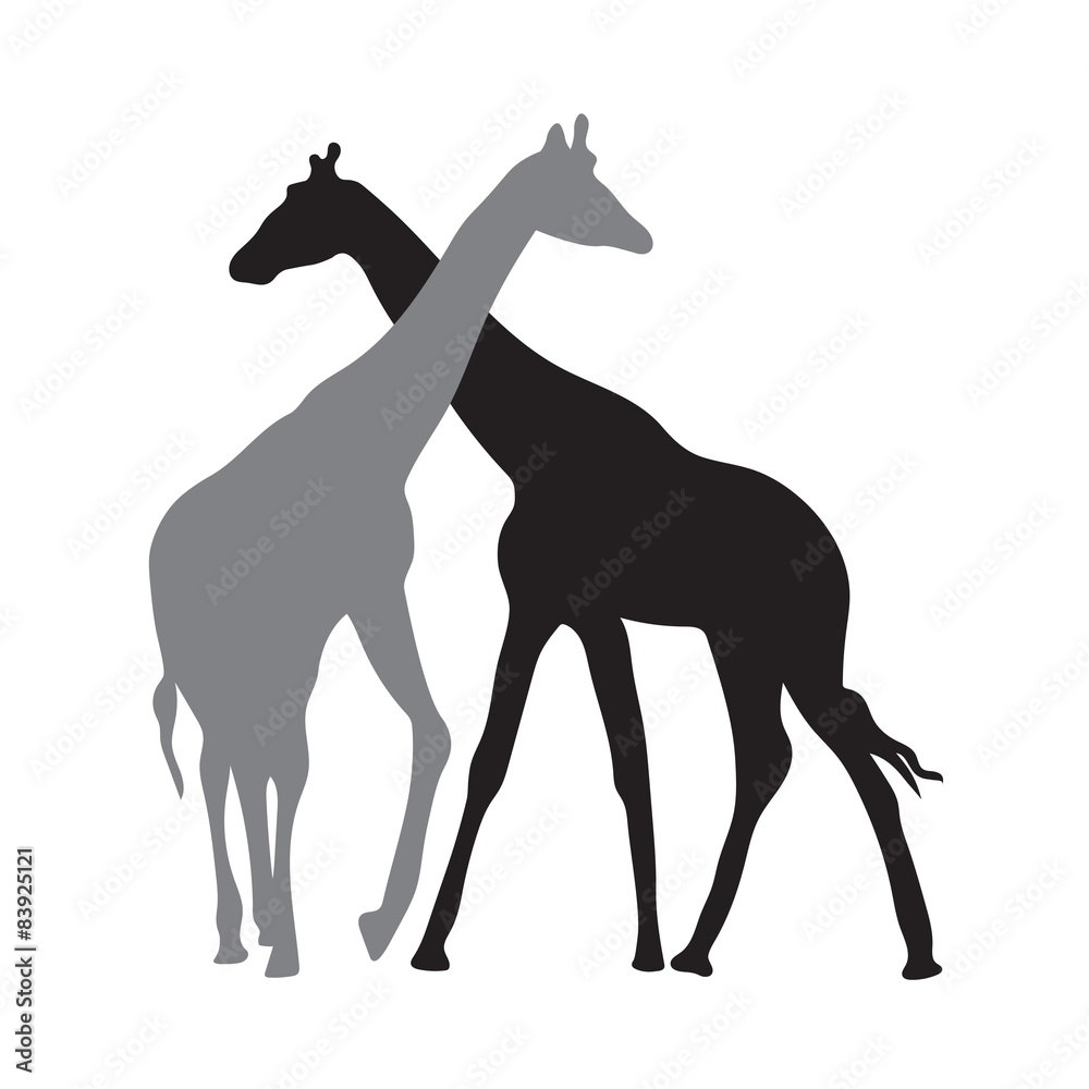 Obraz premium two giraffes