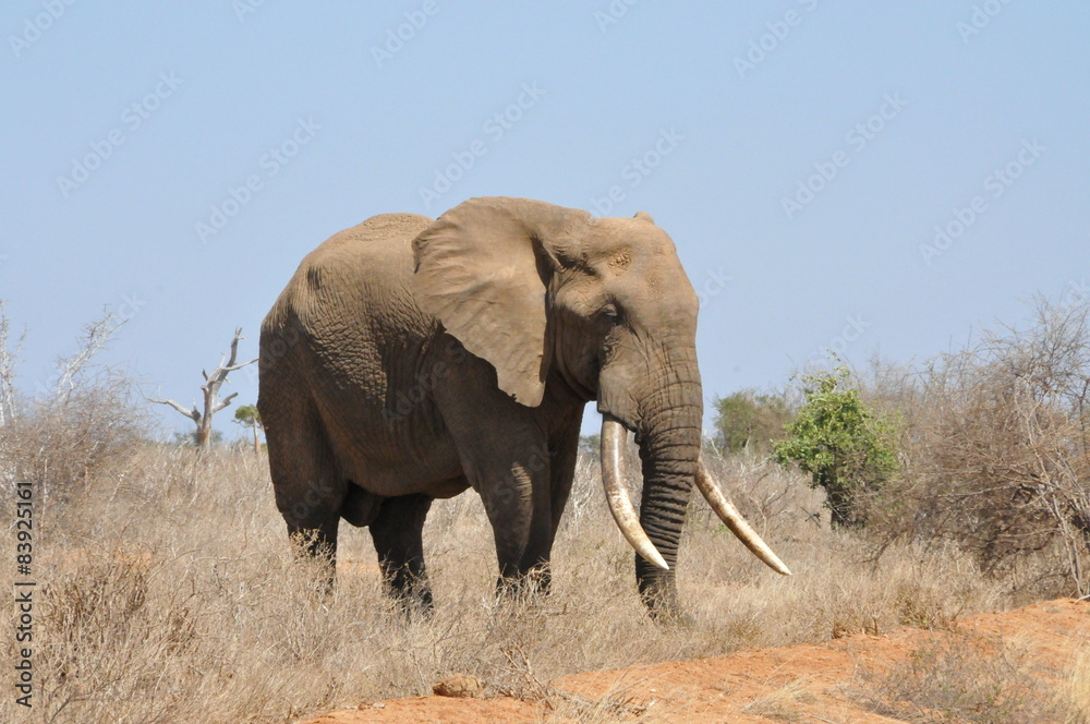 Obraz premium Safari Tsavo Est Kenya