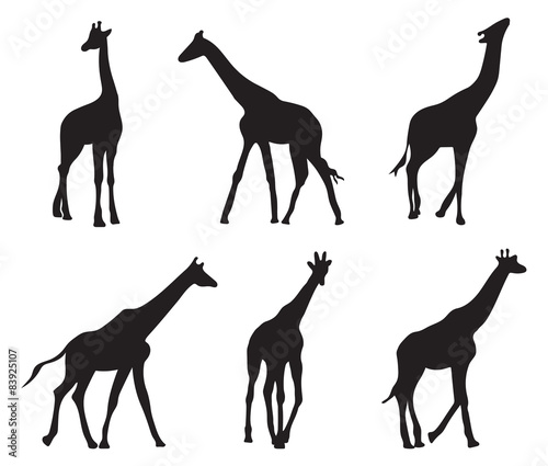 set of different silhouettes giraffes