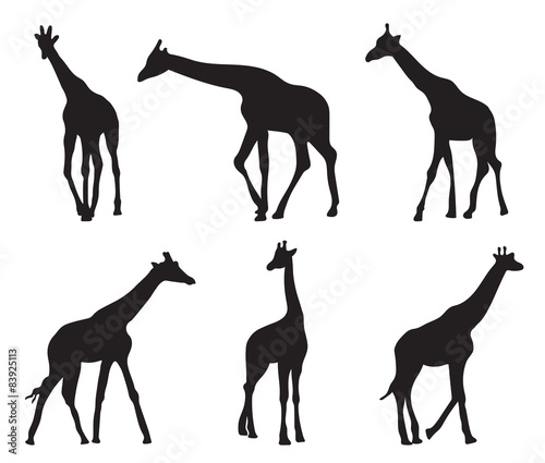 Photography set of different silhouettes giraffes