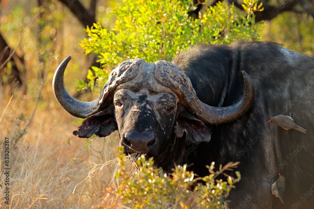Fototapeta premium Portrait of an African or Cape buffalo, South Africa