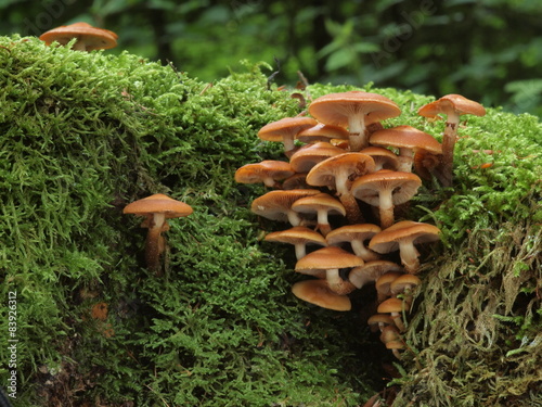 Gemeines Stockschwämmchen (Kuehneromyces mutabilis) photo