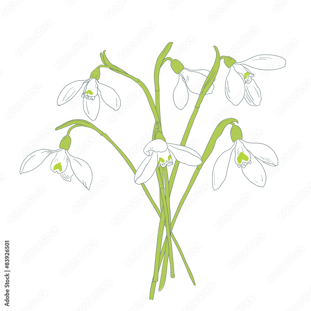 Snowdrops spring bouquet. Hand-drawn vector illustration