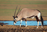 Gemsbok antelope at a waterhole, Kalahari desert