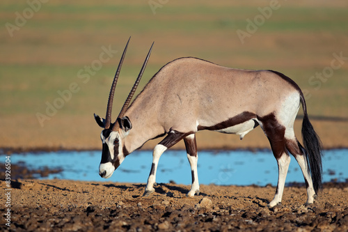 Gemsbok antelope at a waterhole, Kalahari desert