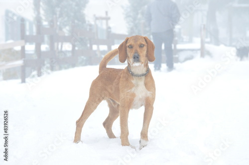 Fototapeta Naklejka Na Ścianę i Meble -  cane nella neve