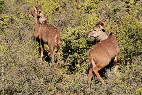 Kudu antelopes in natural habitat © EcoView
