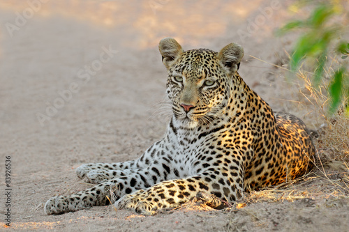 A female leopard resting, Sabie-Sand nature reserve © EcoView