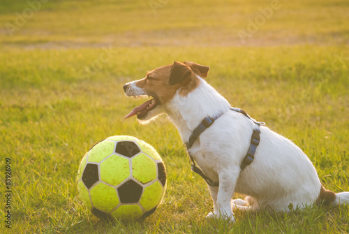 Tired dog with a ball sits at pitch after football match © alexei_tm