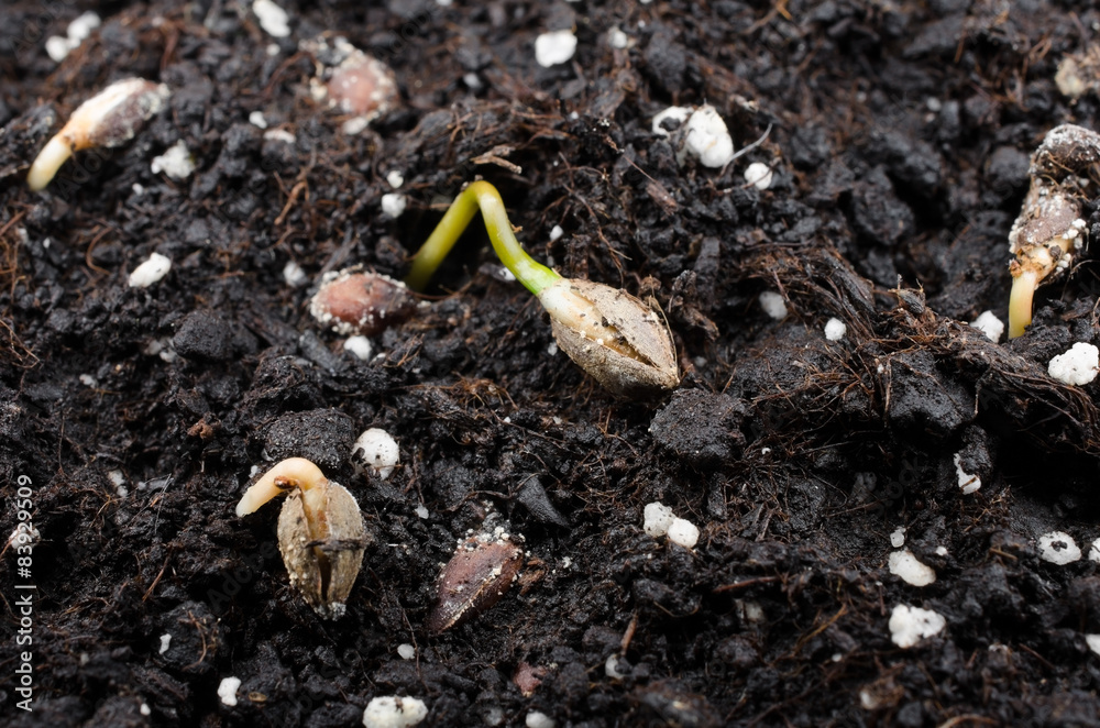 Obraz premium juniper seedlings macro