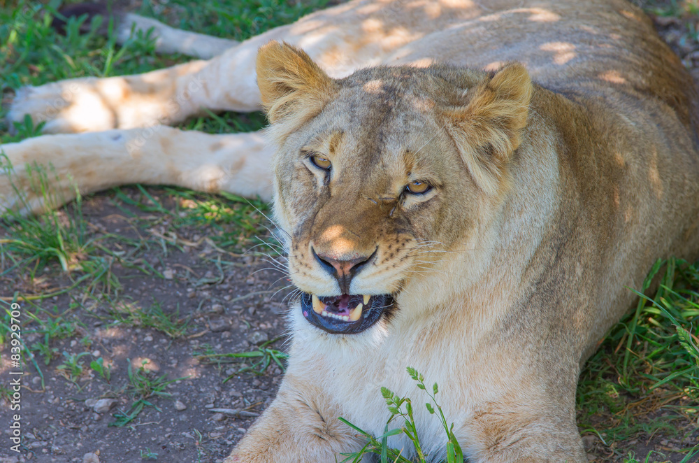 Fototapeta premium Lioness lying in the shade of a tree and shows bared teeth.
