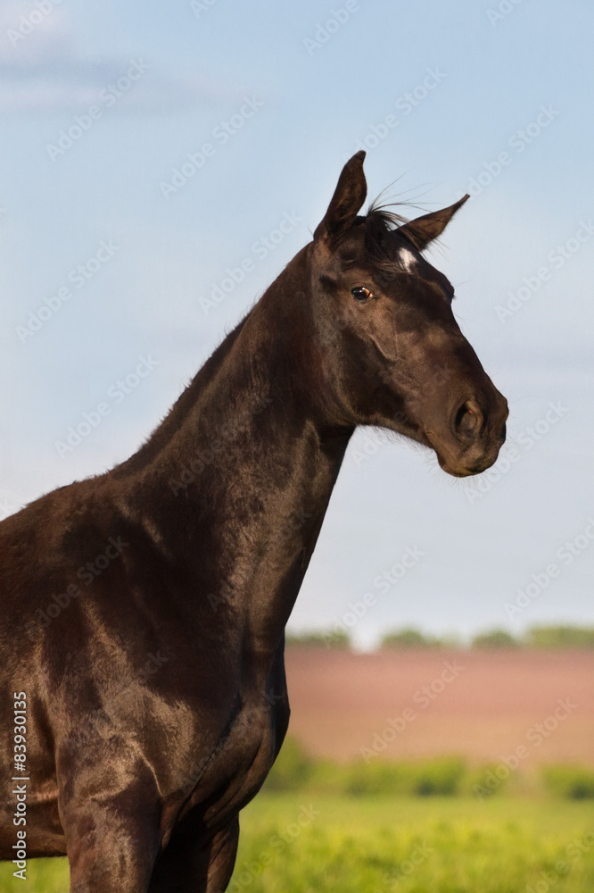 Beautiful black stallion portrait against blue sky