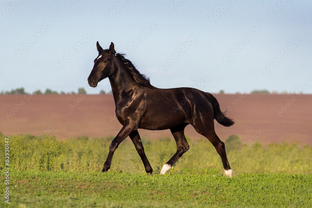 Fototapeta premium Black beautiful horse trotting in green field