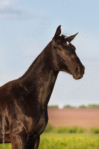 Beautiful black stallion portrait against blue sky © callipso88