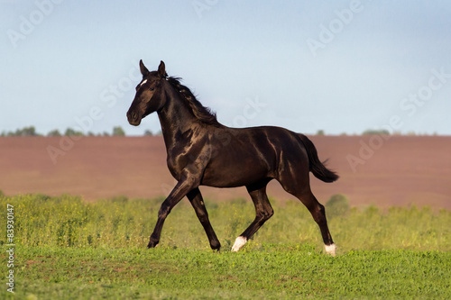 Black beautiful horse trotting in green field