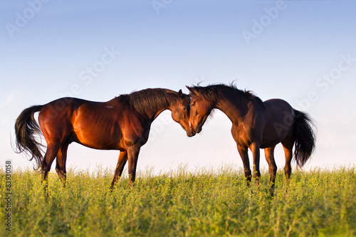Couple of beautiful horse touch each other in meadow