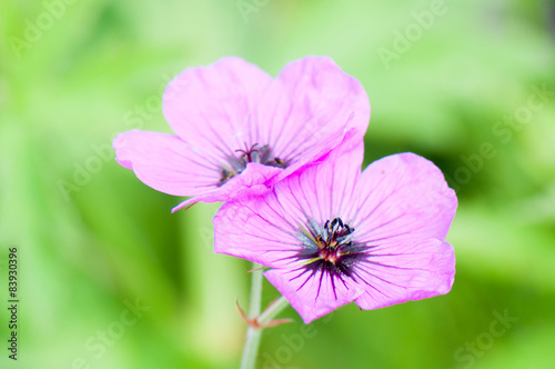 Pink mallow flower