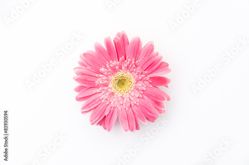 Pink gerbera flower