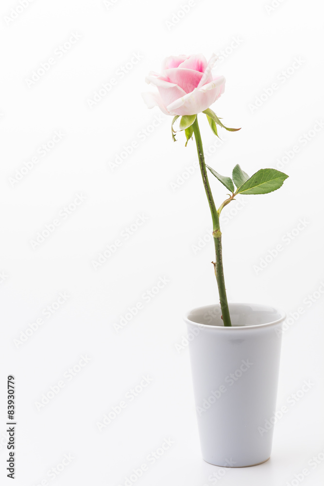 white and pink rose white and pink rose