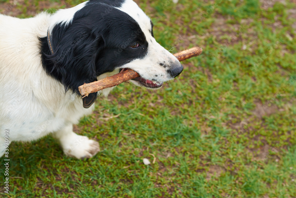 Russian Spaniel playing with stick