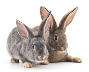 Baby rabbits.