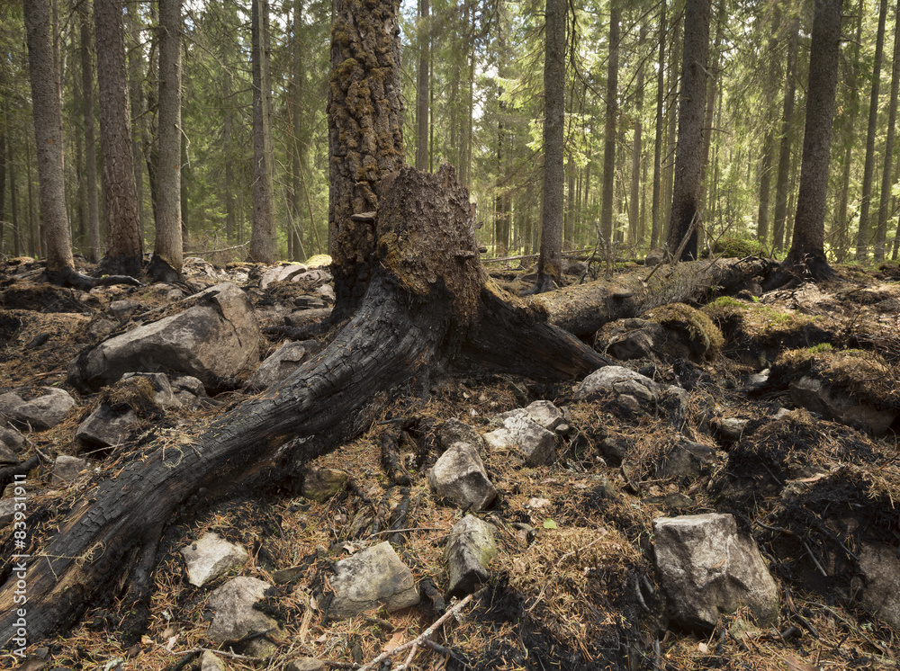 Stub in coniferous forest after a big forest fire Stub in coniferous forest after a big forest fire