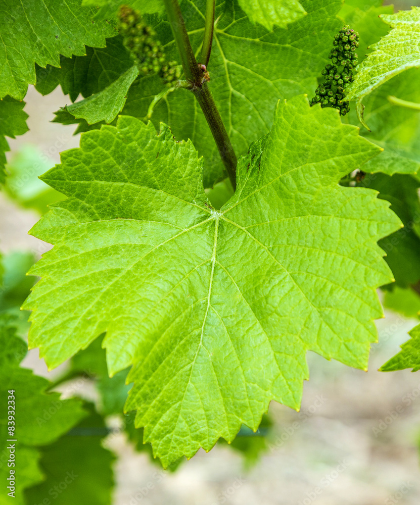 Background of fresh grape leaves Background of fresh grape leaves