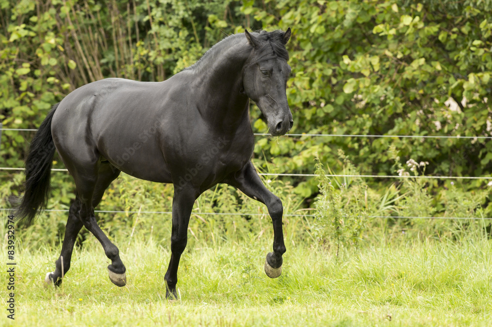 Schwarzer Spanischer Hengst PRE