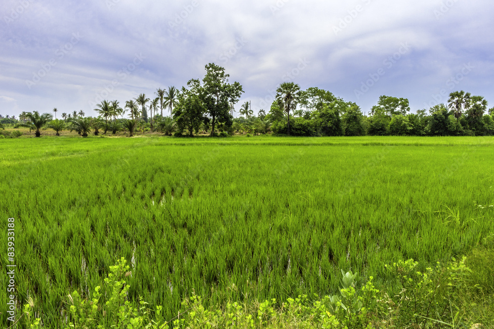 Fototapeta premium Rice fields