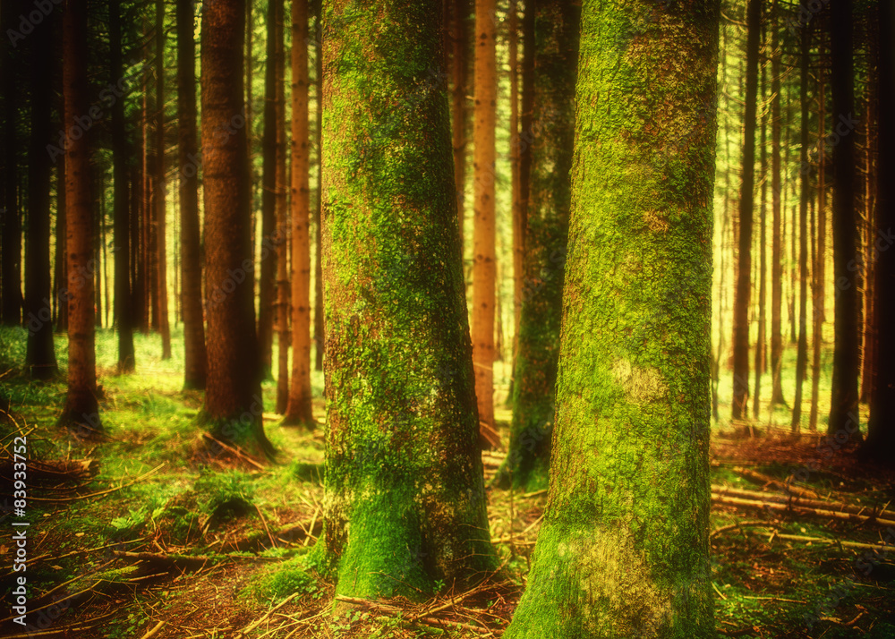 Obraz premium Pine forest landscape in spring. Camping and tourism concept.