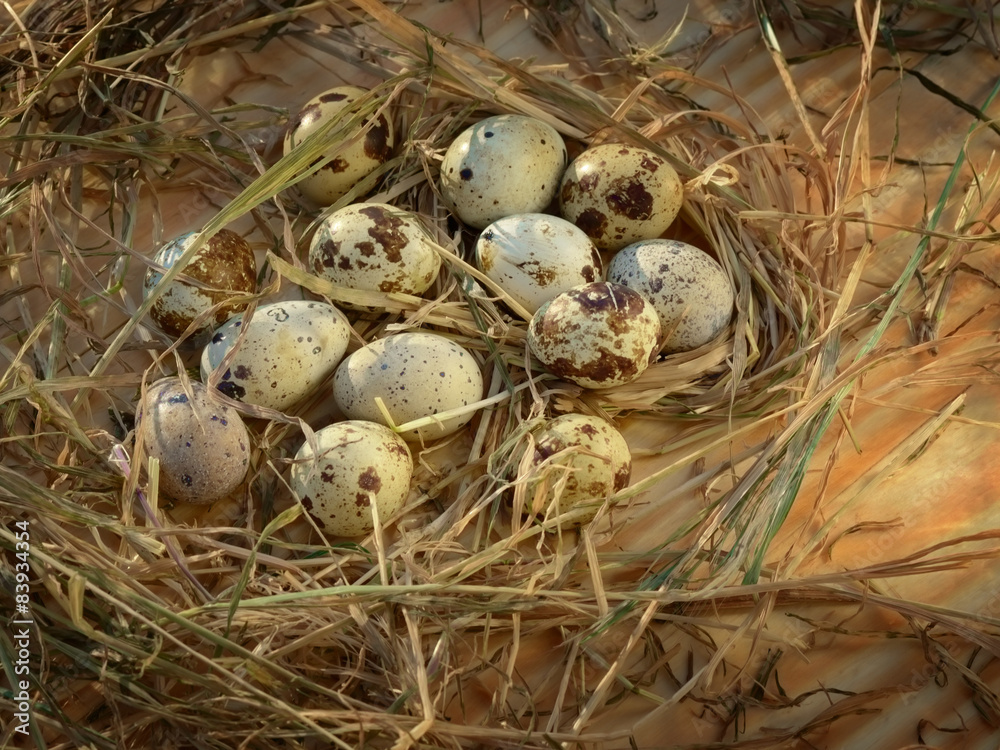 Obraz premium Egg, Chicken Egg