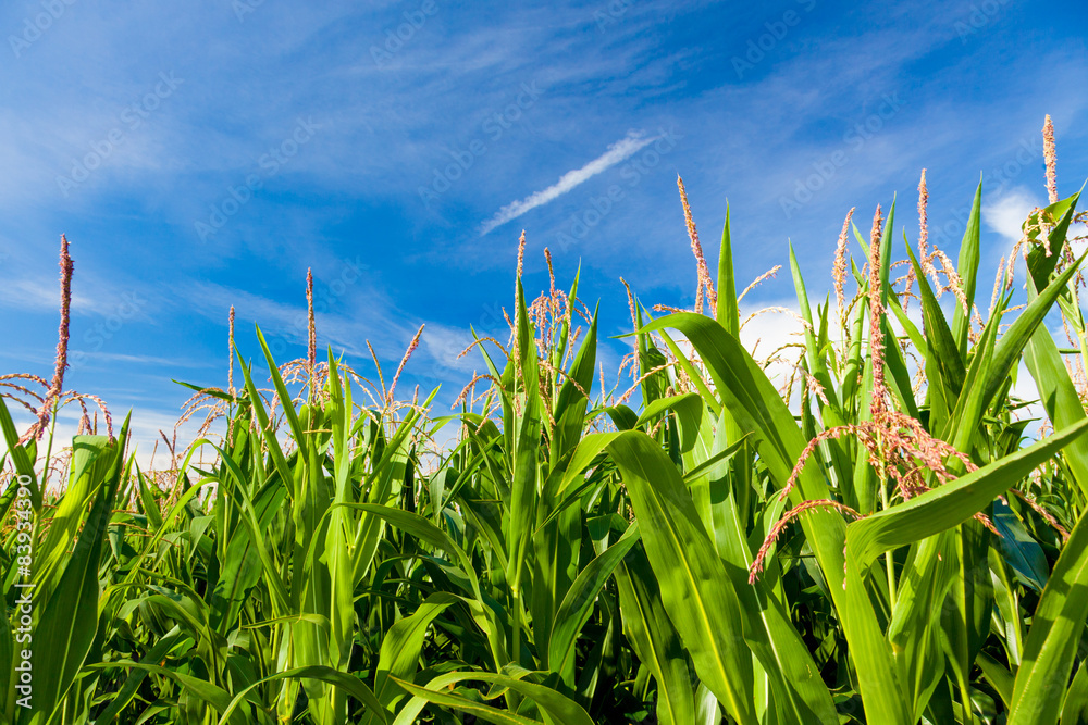 Fototapeta premium Plants of green corn on a plantation