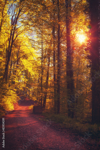 Dreamy summer forest road at sunset. Summer vacation concept.
