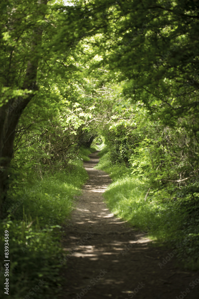 Country forest path lit by sun through the trees