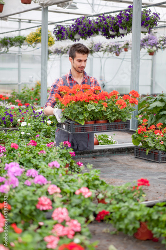  young florist man working with flowers at a greenhouse