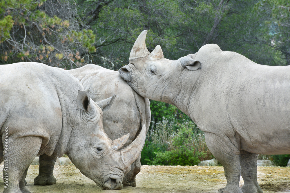 Naklejka premium 3 rhinocéros blanc